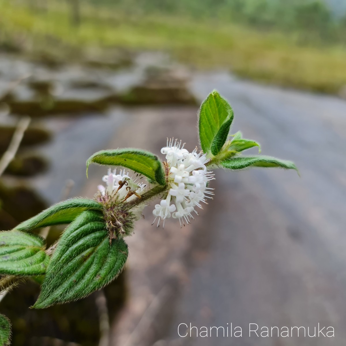 Hedyotis ceylanica N.Wikstr. & Neupane